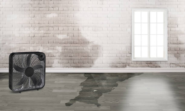 Best Water damage cleanup near me  in Stow, OH